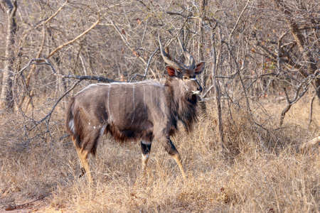 Beautiful Nyala bull antelope in the wildの写真素材