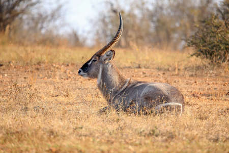 Beautiful male waterbuck in the wildの写真素材