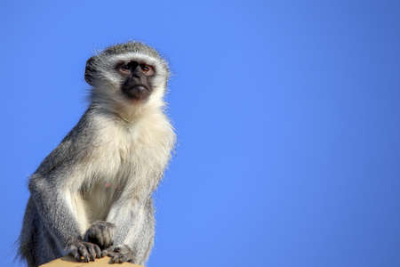 Vervet monkey keeping a lookout for troubleの写真素材