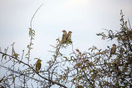 Beautiful little Red-billed Quelea birdの写真素材