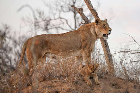Lioness with cute young cubの写真素材