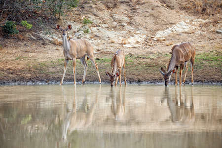 Beautiful kudu antelope at a waterholeの写真素材