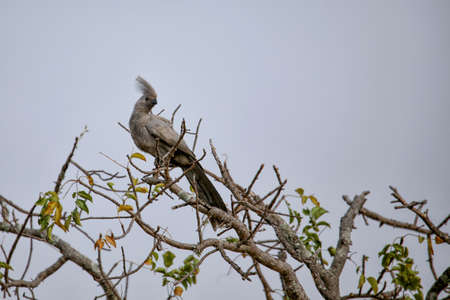 The grey go-away bird perched in a treeの写真素材