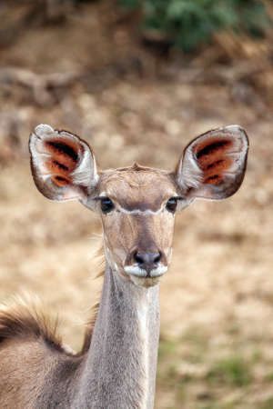 Portrait of a beautiful female kuduの写真素材