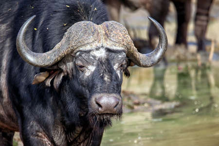 Cape buffalo at a waterhole with a red-billed oxpeckerの写真素材