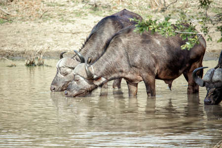 Cape buffalo at a waterholeの写真素材