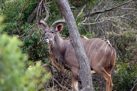 Beautiful make kudu in the wildの写真素材