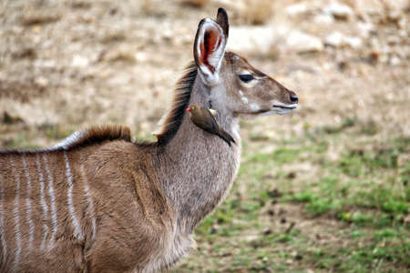 Red billed oxpecker on a kuduの写真素材