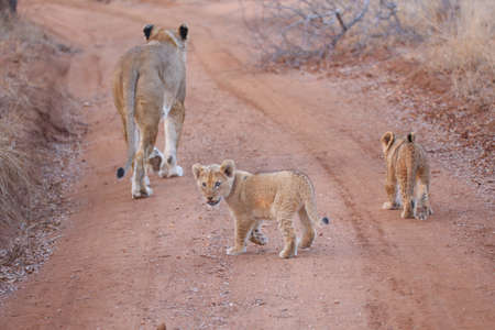 Lioness with cute young cubsの写真素材