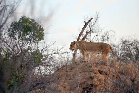 A beautiful lioness on a termite moundの写真素材