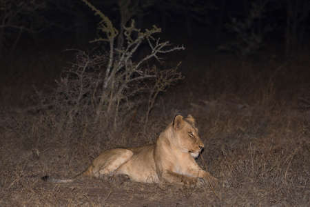 A beautiful lioness at nightの写真素材