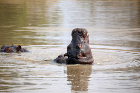 Young hippopotamuses playing in the waterの写真素材