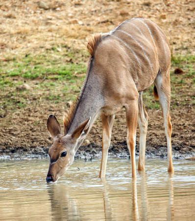 Beautiful kudu antelope at a waterholeの写真素材