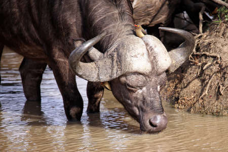 Cape buffalo at a waterhole with a red-billed oxpeckerの写真素材