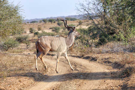 Beautiful make kudu in the wildの写真素材