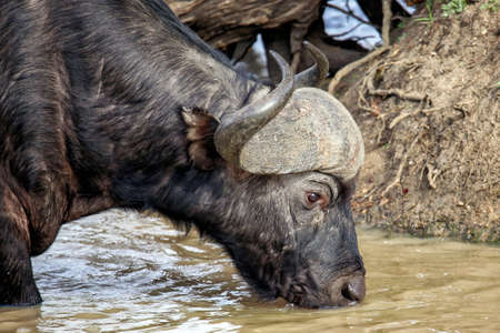 Cape buffalo at a waterholeの写真素材