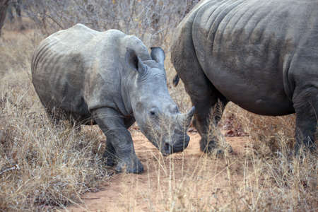 White rhinoceros in the wild with young oneの写真素材