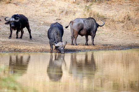 Cape buffalo at a waterholeの写真素材