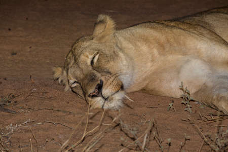 A beautiful lioness at nightの写真素材