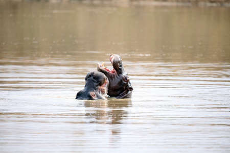 Young hippopotamuses playing in the waterの写真素材