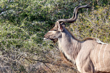 Beautiful make kudu in the wildの写真素材