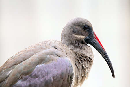 A beautiful Hadeda Ibisの写真素材