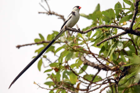 Pin-tailed Whydah