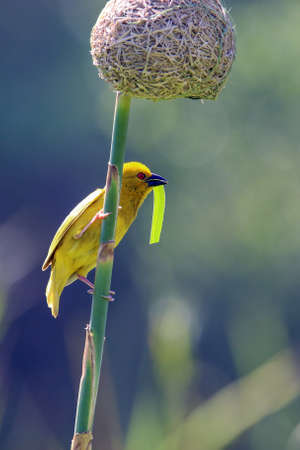 Male Yellow Weaver also known as the Eastern Golden Weaverの写真素材