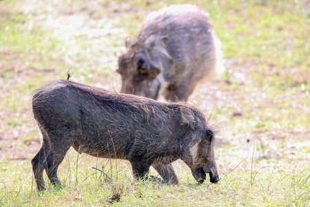 Warthogの写真素材