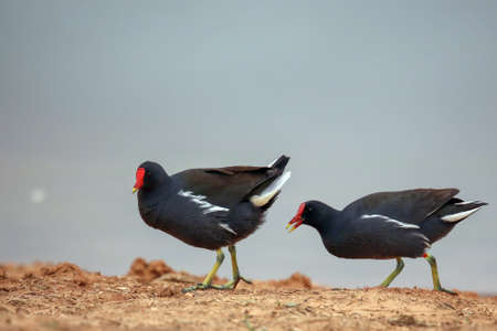 common moorhenの写真素材