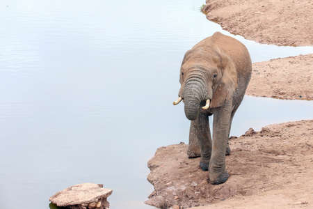 African Elephantの写真素材