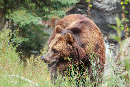 Large brown bear in the wild
