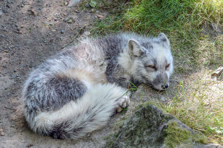 Summertime arctic fox