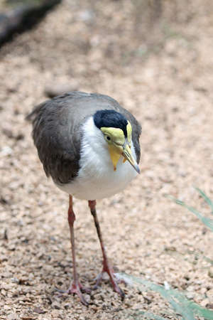 masked lapwing native to Australiaの写真素材