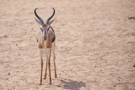 Springbuck adult ramの写真素材