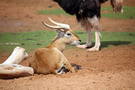 A young male lechweの写真素材