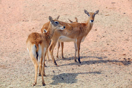 Young female lechweの写真素材