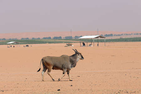 Eland in the desert