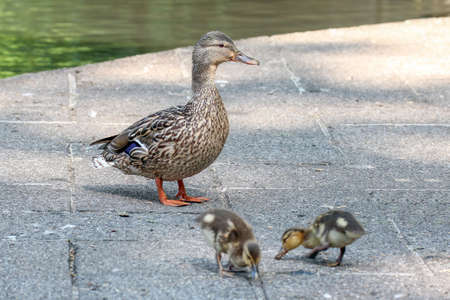 Female mallard duck with ducklingsの写真素材