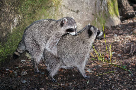 Two raccoons mating