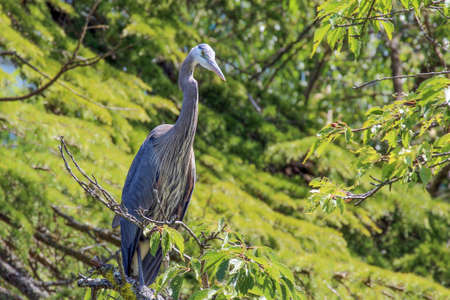 Great Blue Heronの写真素材