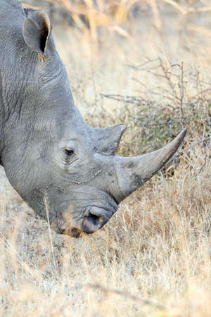The white rhino has wide square lips for grazingの写真素材