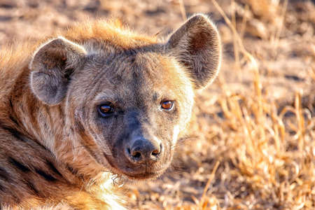 Portrait of a young spotted or laughing hyenaの写真素材