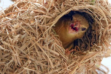A female RÃ¼ppell's Weaver in Southwest Saudi Arabia at the entrance to her nestの写真素材