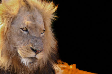 Close-up of a large african male lion backlit with golden lightの写真素材