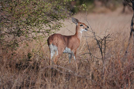 A female steenbok in the African bushの写真素材