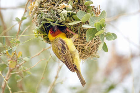 A male RÃ¼ppell's weaver at his nest in Southwestern Saudi Arabia with is distinctive masked face, black beak and red eyesの写真素材