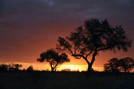 Trees silhouetted against an African bush sunset with dramatic skiesの写真素材