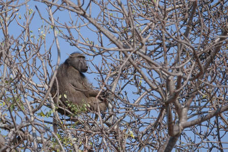 A chacma baboon in its natural habitat in the African bush