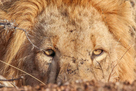 Portrait of a large male lion